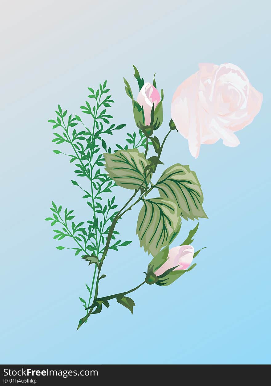 Illustration with light pink rose