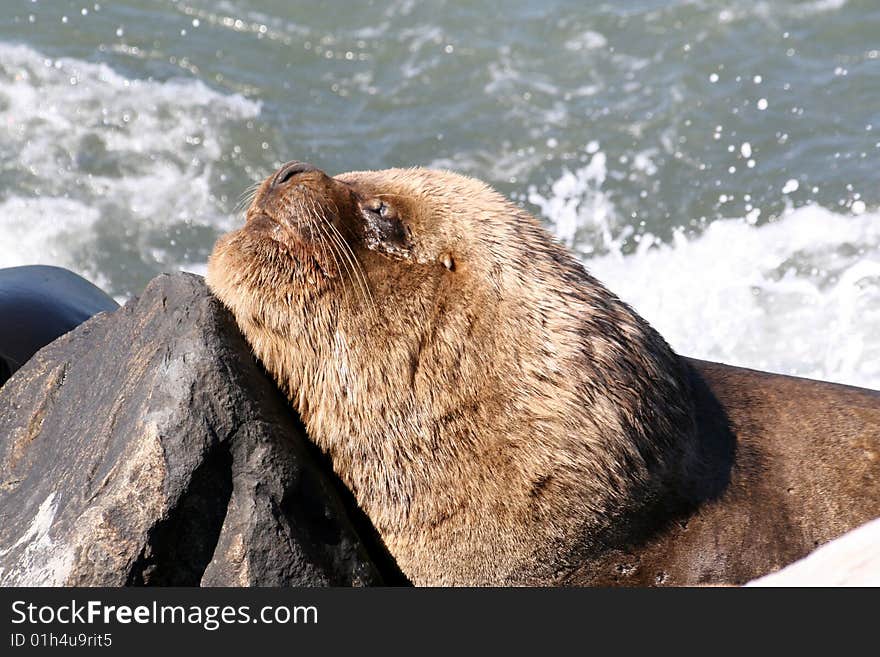 South America / Southern Sea Lion / Patagonian Sea Lion (Otaria Flavescens)