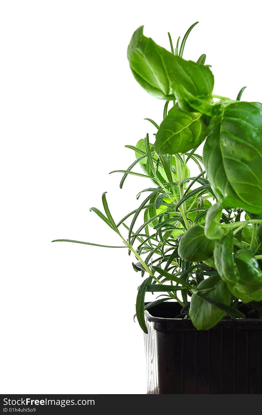 Herbs basil and rosemary isolatedo on white background.