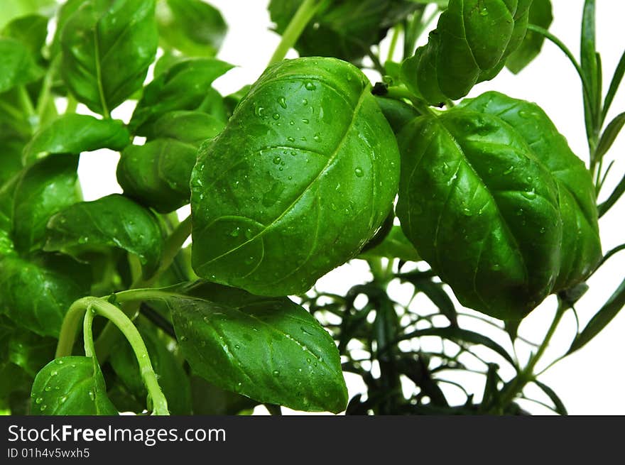 Herbs basil and rosemary isolatedo on white background.