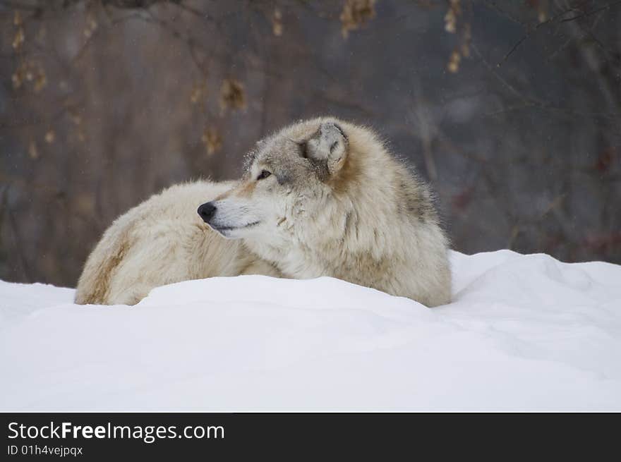 Winter wolf