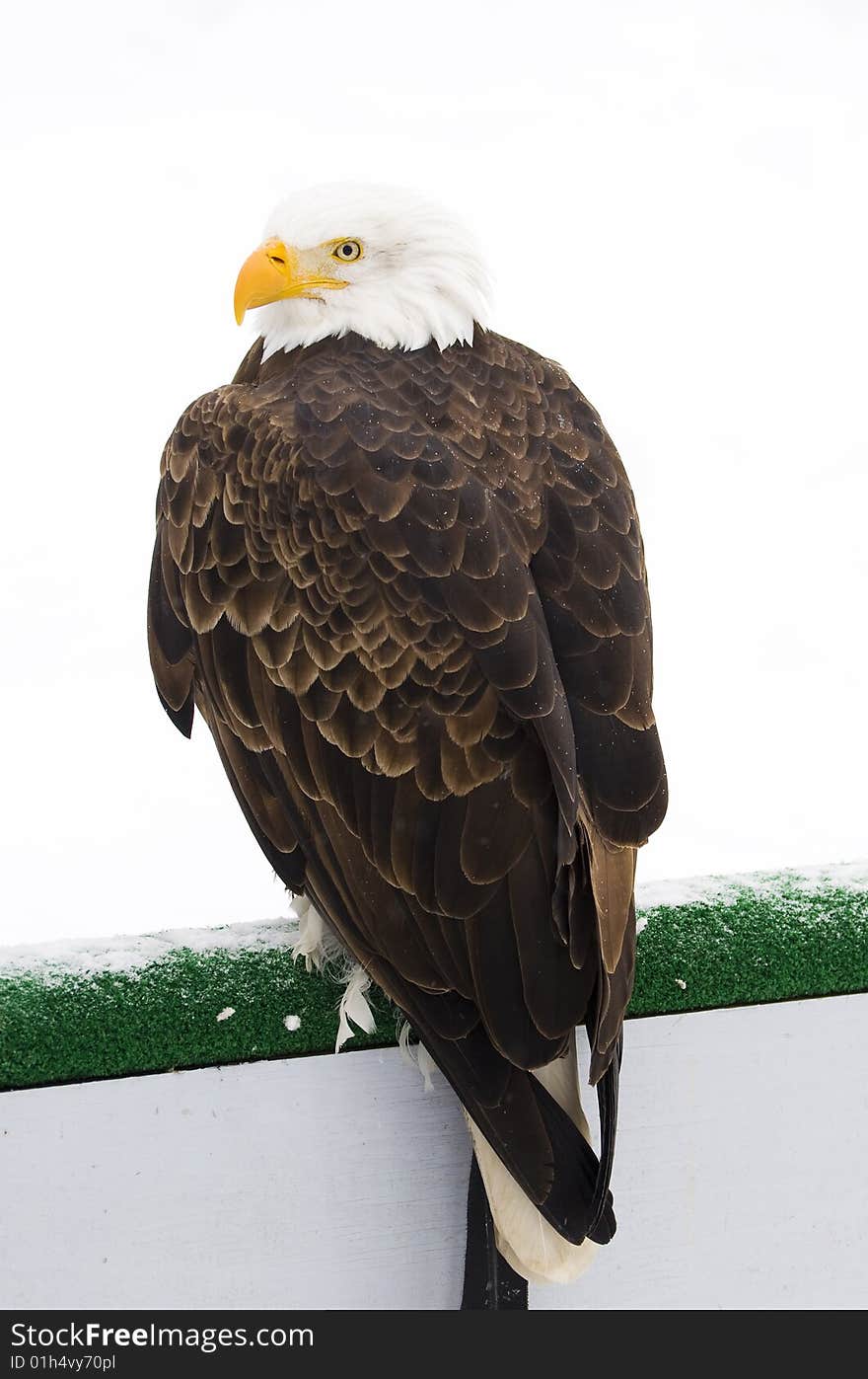 A portrait of a bald eagle during a cold winter day in canada. A portrait of a bald eagle during a cold winter day in canada