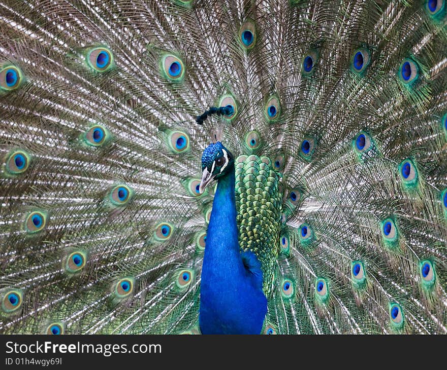 Peacock