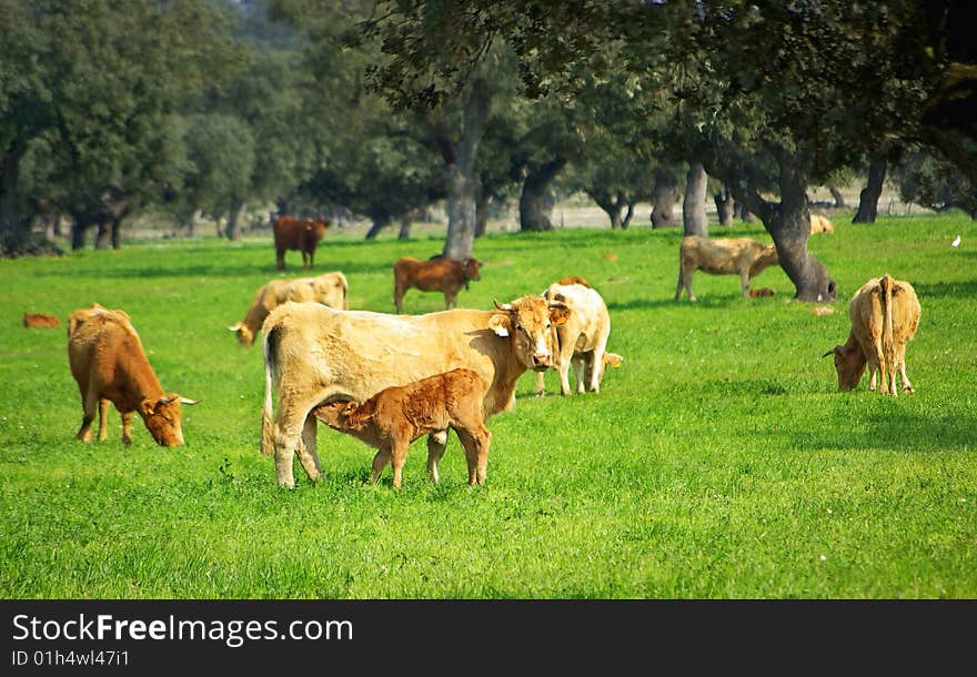 Cows In Green Field.