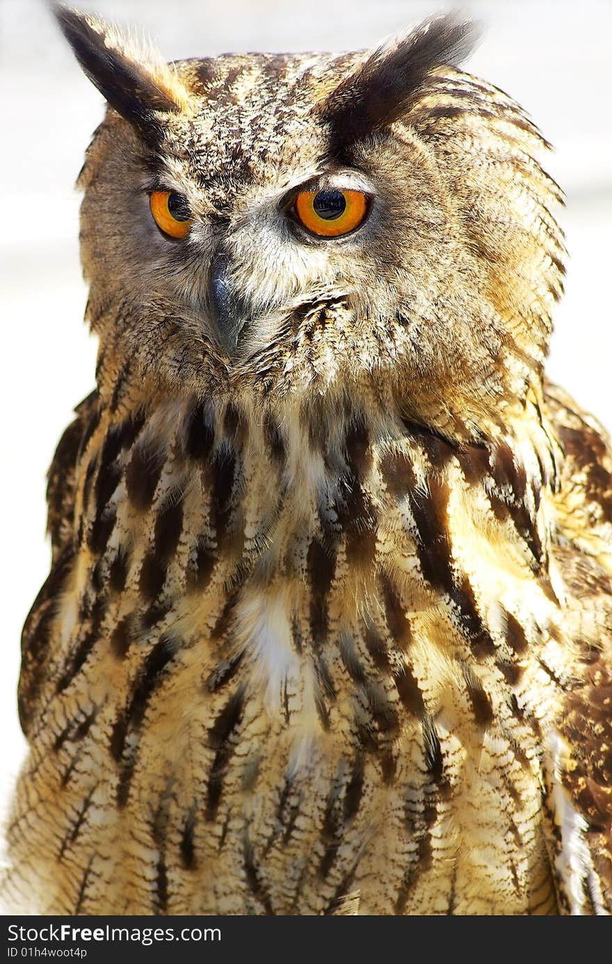 Portrait of wise owl