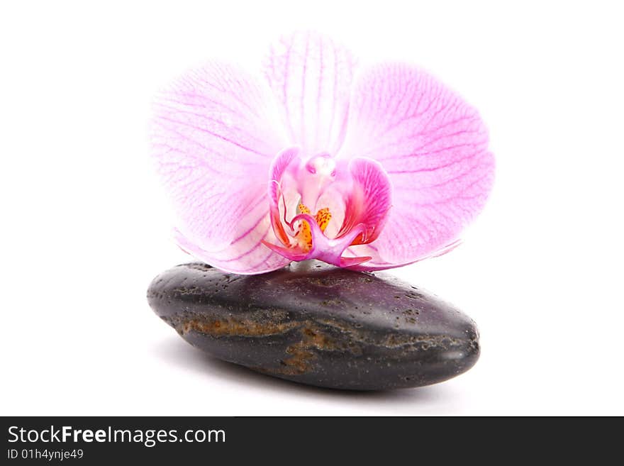 Spa stones with pink orchid