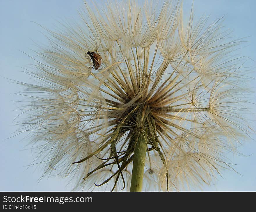 Dandelion fluff