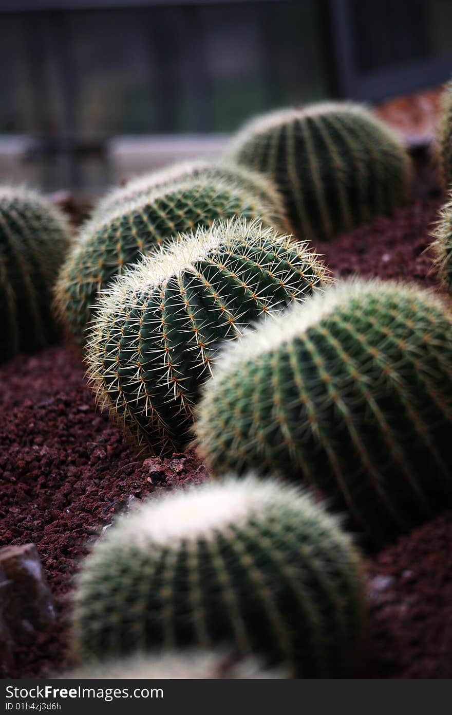 Spherical Cactus