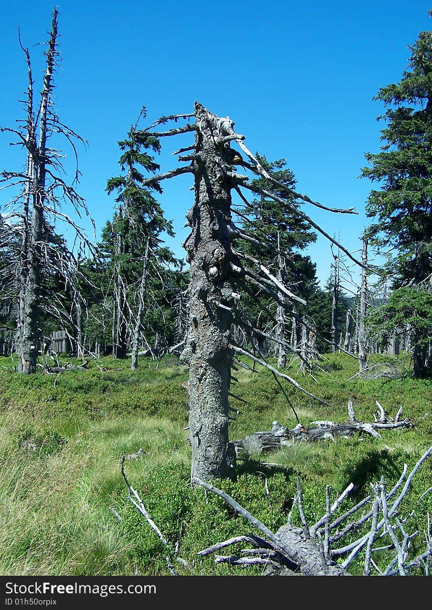 Dead Tree