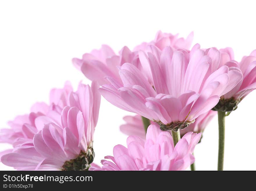 Pink chrysanthemum on a light background. Pink chrysanthemum on a light background.