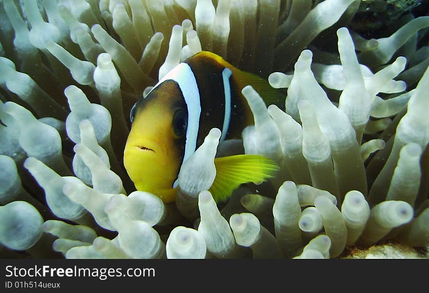 Clown fish