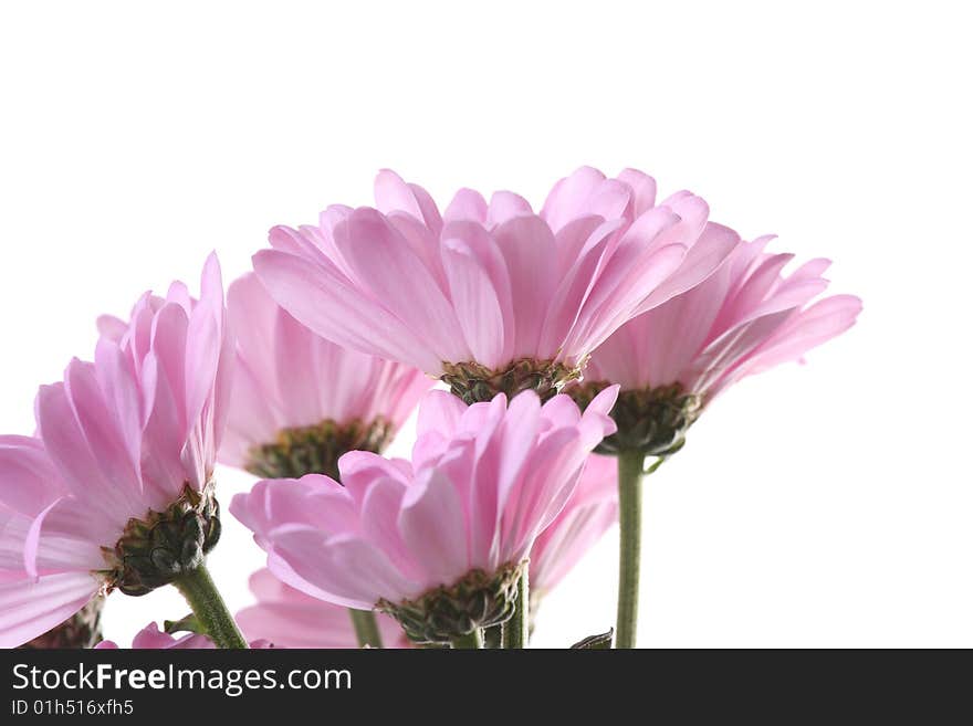 Pink chrysanthemum on a light background. Pink chrysanthemum on a light background.