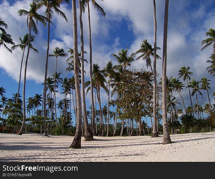 Palm Trees Forest