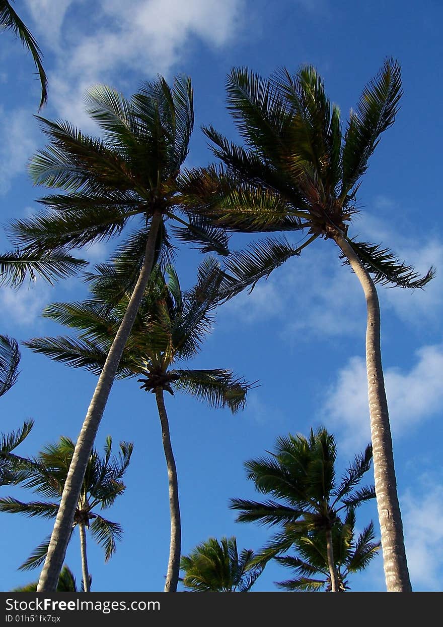 Palm trees in the Dominican Republic.