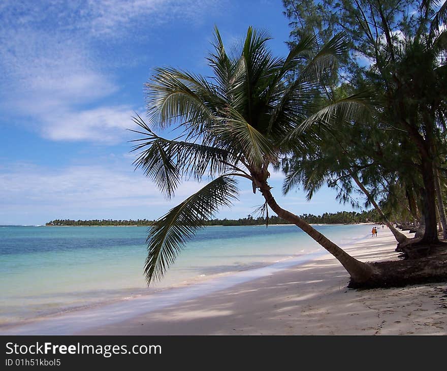 Palm Tree Caribbean Beach