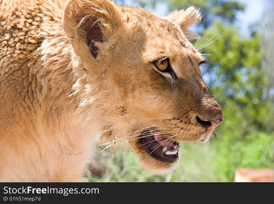 Lioness