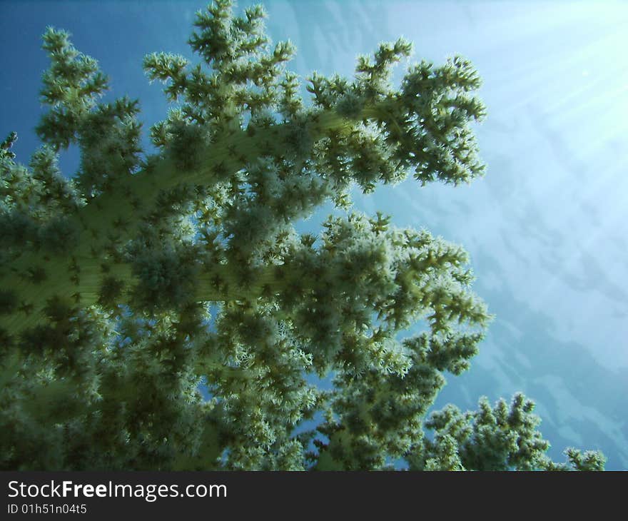 A soft coral appears underwater in the back-light. A soft coral appears underwater in the back-light.