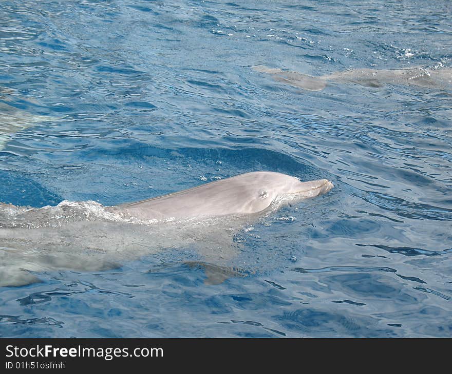 Dolphins in a blue sea