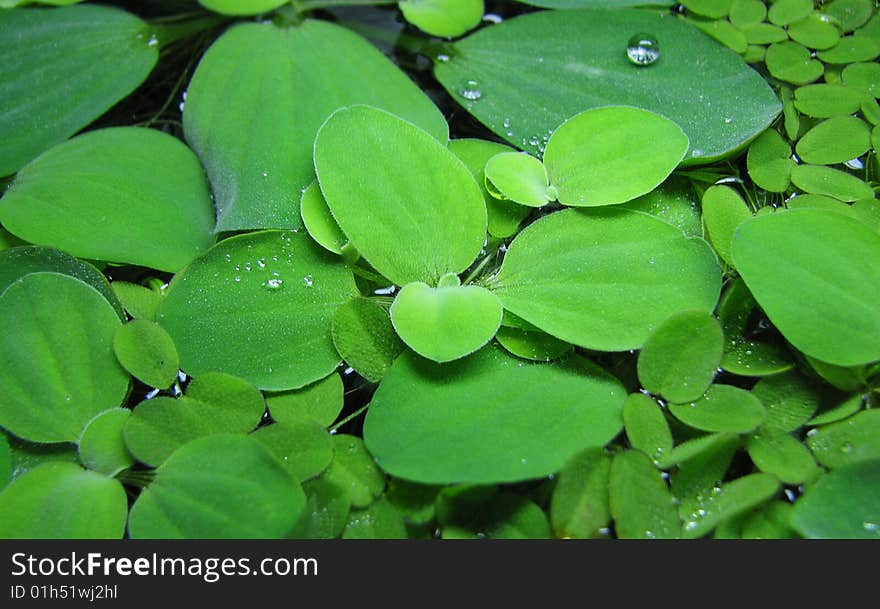 Pistia stratiotes in the aquarium