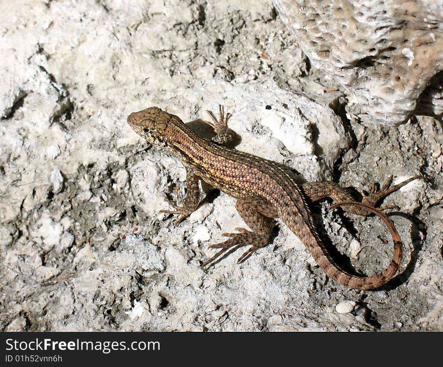 Lizard on a rock in Miami