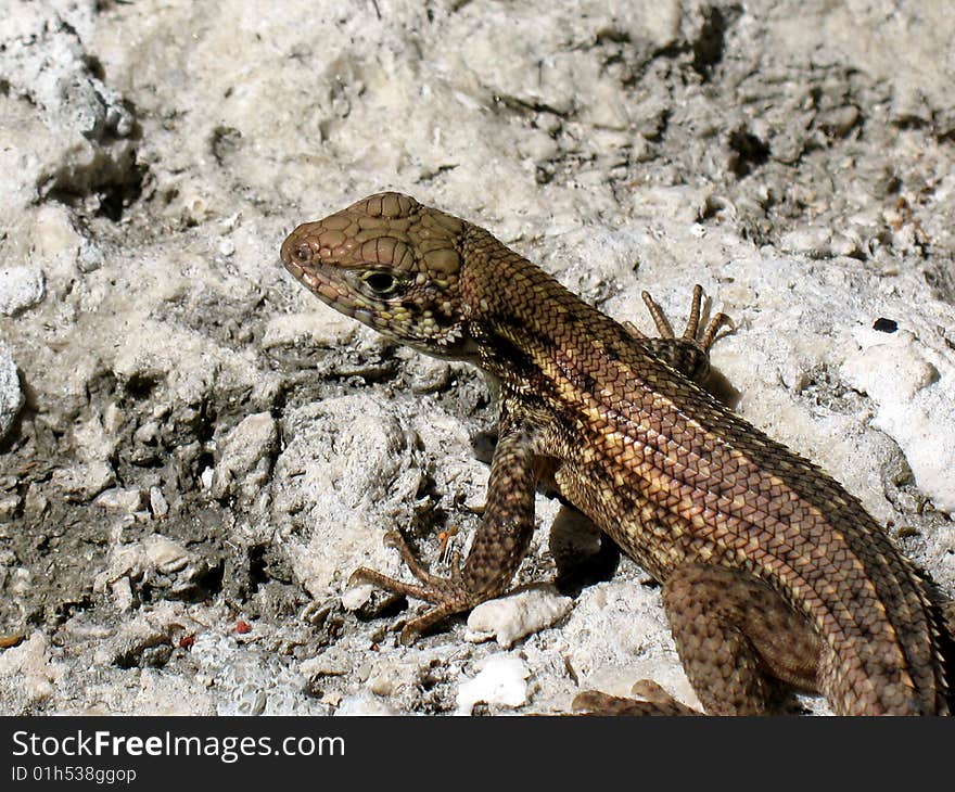 Lizard on a rock in Miami