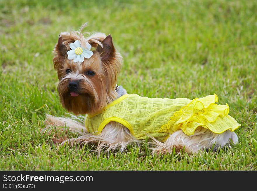 The Jorkshirsky terrier in a yellow dress and with a bow lies on a grass. The Jorkshirsky terrier in a yellow dress and with a bow lies on a grass