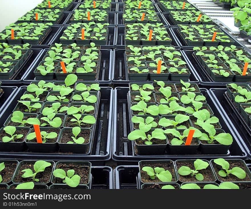 Tobacco plants growing in greenhouse. Tobacco plants growing in greenhouse