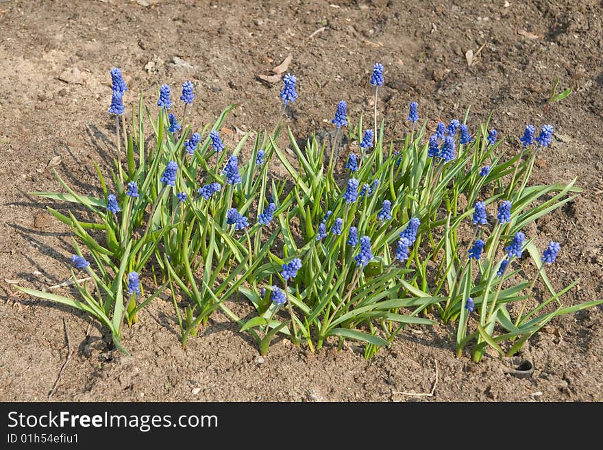 Patch of grape hyacinths (Muscari armeniacum) on dry sand