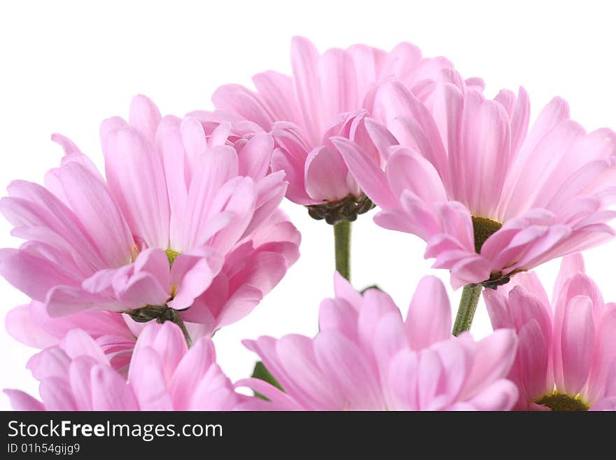 Pink chrysanthemum and green leaves on a light background. Pink chrysanthemum and green leaves on a light background.