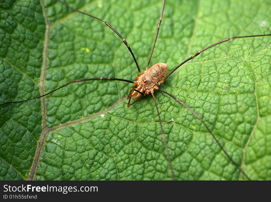 Harvestman on Leaf