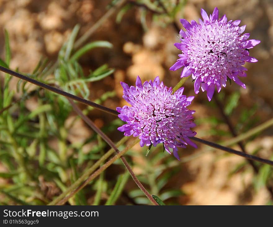 Colorfull wild flowers in the nature