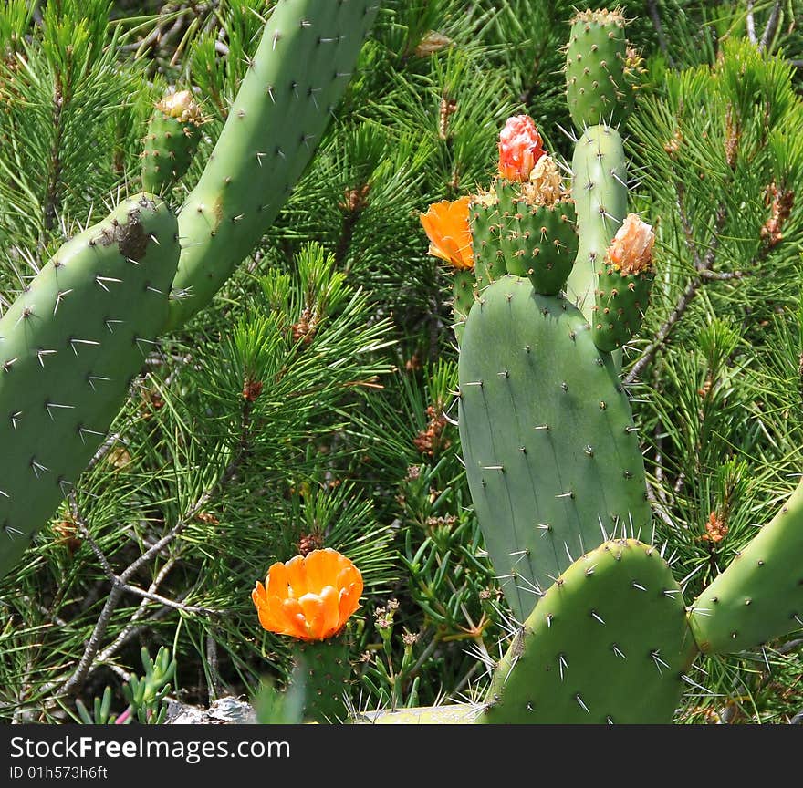 Colorfull wild cacturs with flowers in the nature by the beach