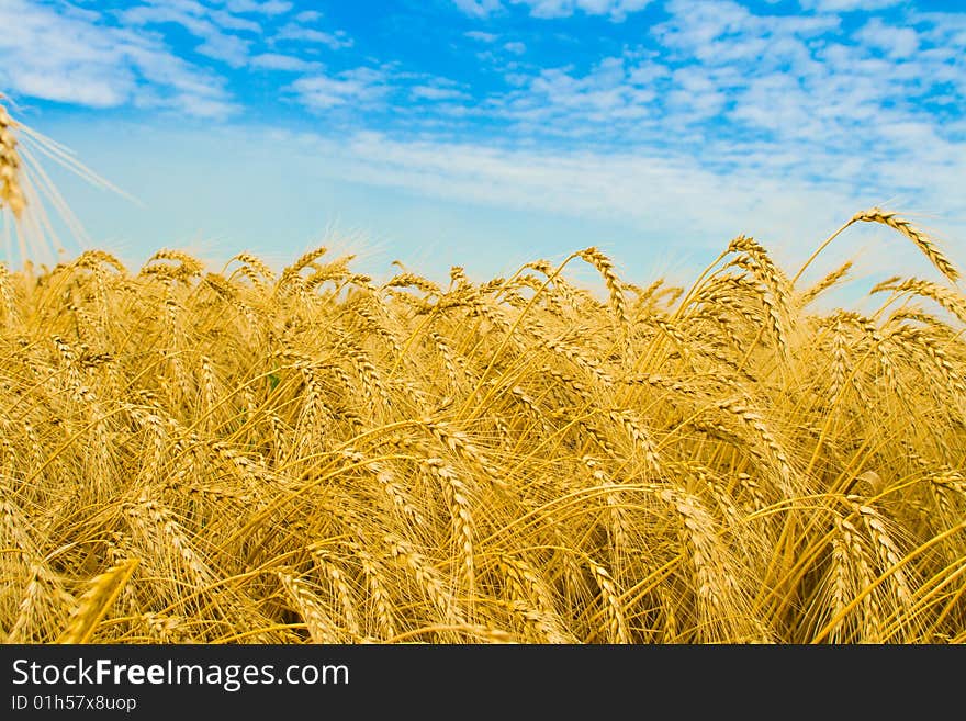 Wheat and sky