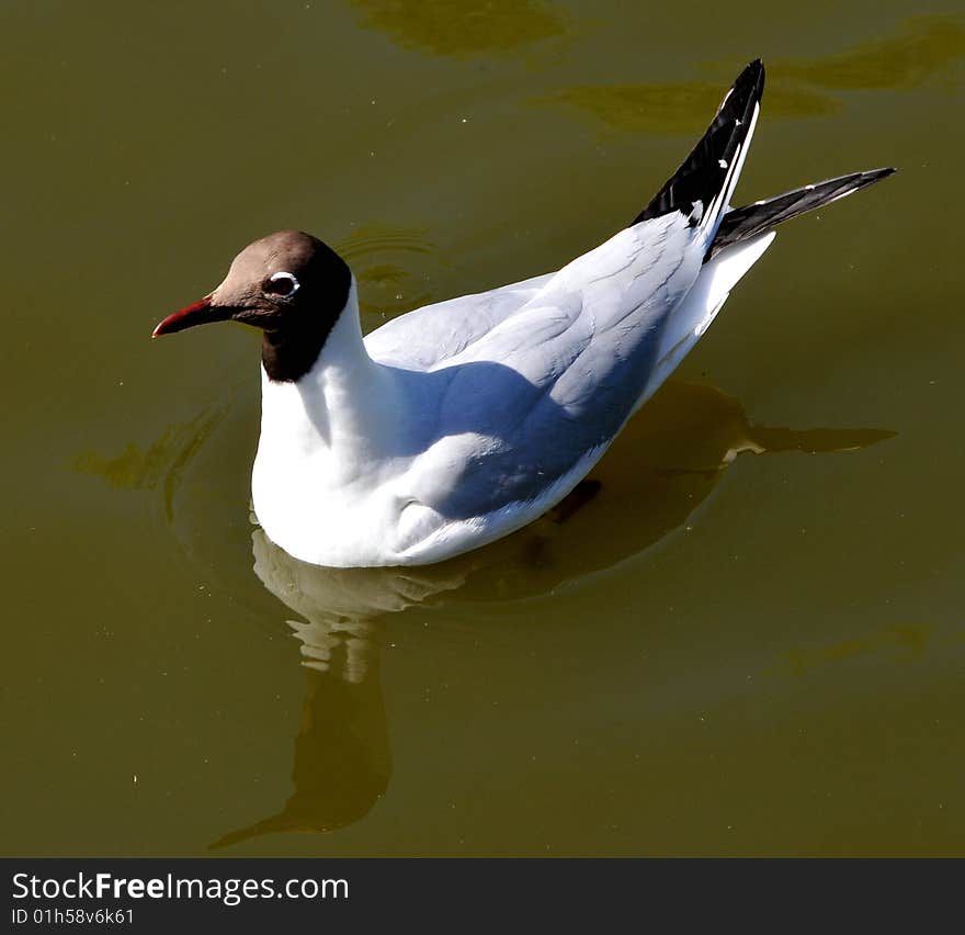 Seagull in lake in Denmark