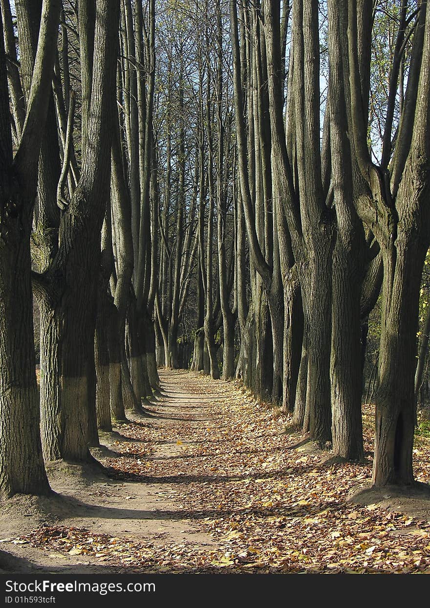 Path in old country estate in Moscow