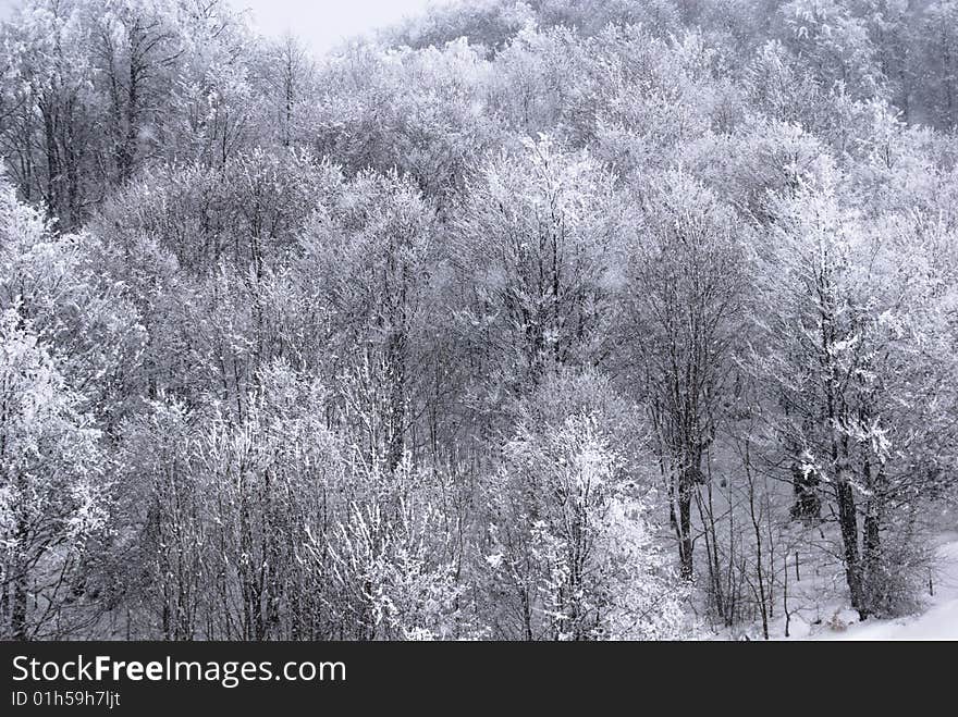 Winter landscape;Trees covered in snow; Traces in snow. Winter landscape;Trees covered in snow; Traces in snow