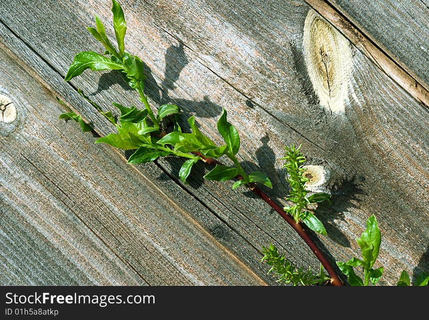 Green branch on rough wood