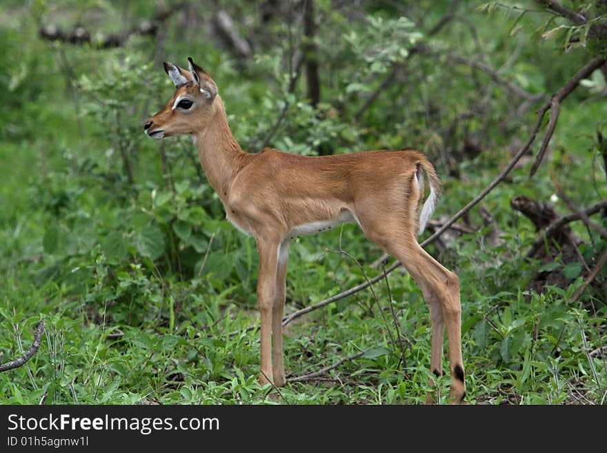 Impala Fawn