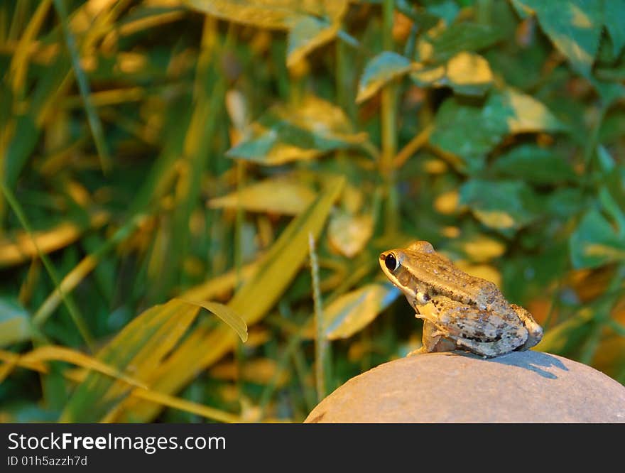 Waterside night frog on the stone