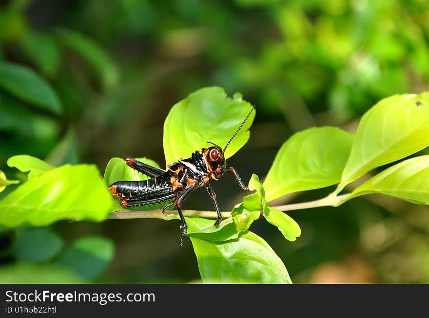 Amazonian grasshopper