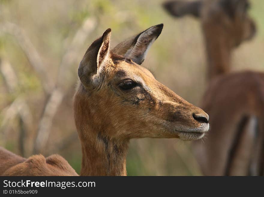 Impala