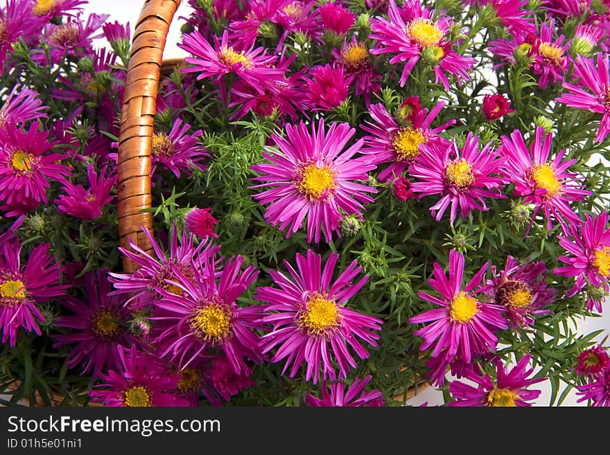 Picture of the basket of flowers on a white background