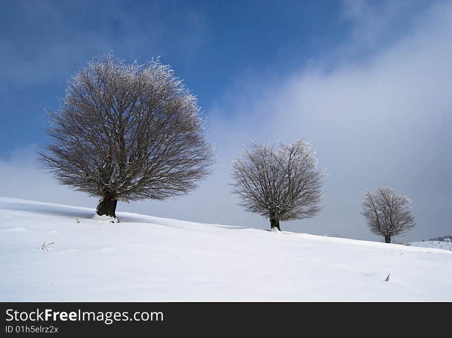 Winter landscape;Trees covered in snow;