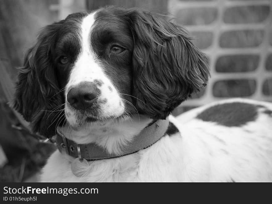 dog in black and white