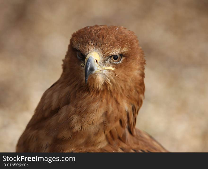 Tawny Eagle