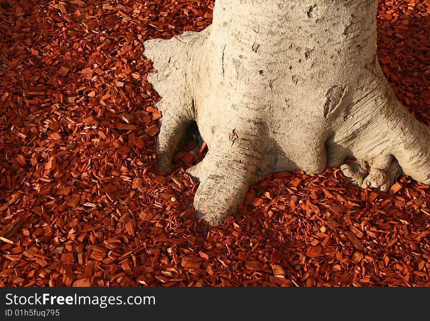 Tree roots on red wood. Tree roots on red wood