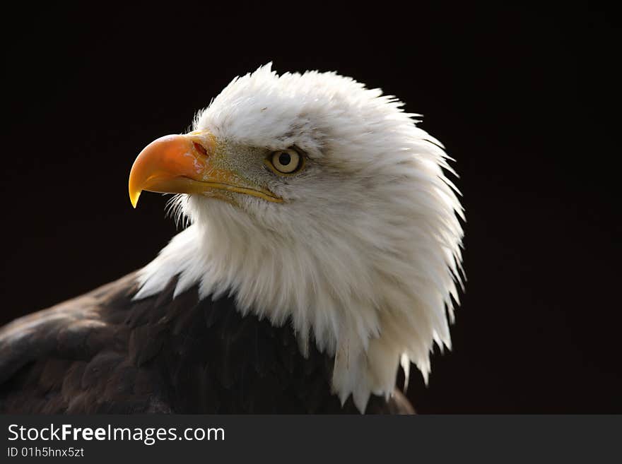 Bald Eagle