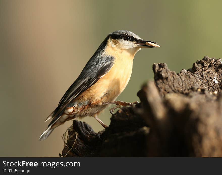 Nuthatch