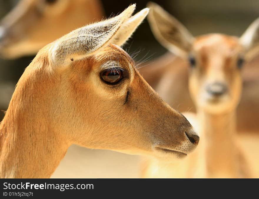 Deer Family looked so innocent