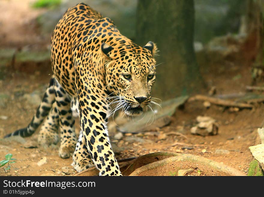 Leopard is looking, the charismatic face and ferocious eye